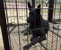 四川泸州本地黑狼犬舍黑狼价格