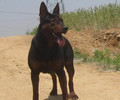 湖北孝感本地黑狼犬舍送货上门