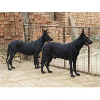 湖州市哪里出售黑狼犬包纯种