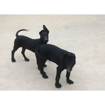 湖州市哪里出售黑狼犬包纯种