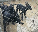 衡阳市哪里出售黑狼犬送货上门图片