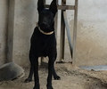 广西梧州黑狼幼犬送货上门