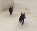 山东泰安本地黑狼犬舍黑狼价格图片