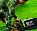 衡阳市德牧养殖场全国可发图片