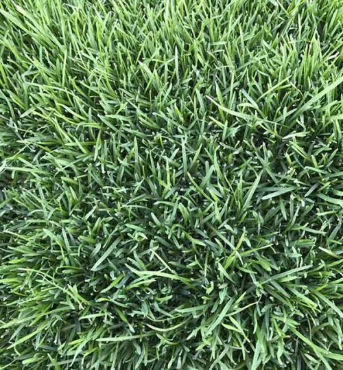 防止水土流失草籽品種護(hù)坡草便宜耐瘠薄土質(zhì)