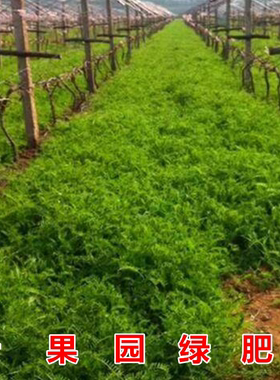 產(chǎn)量高的箭舌豌豆綠肥我處發(fā)貨