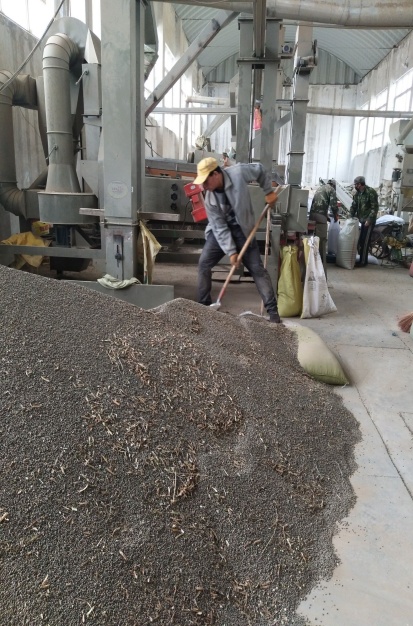 耐寒野豌豆綠肥種子我了解