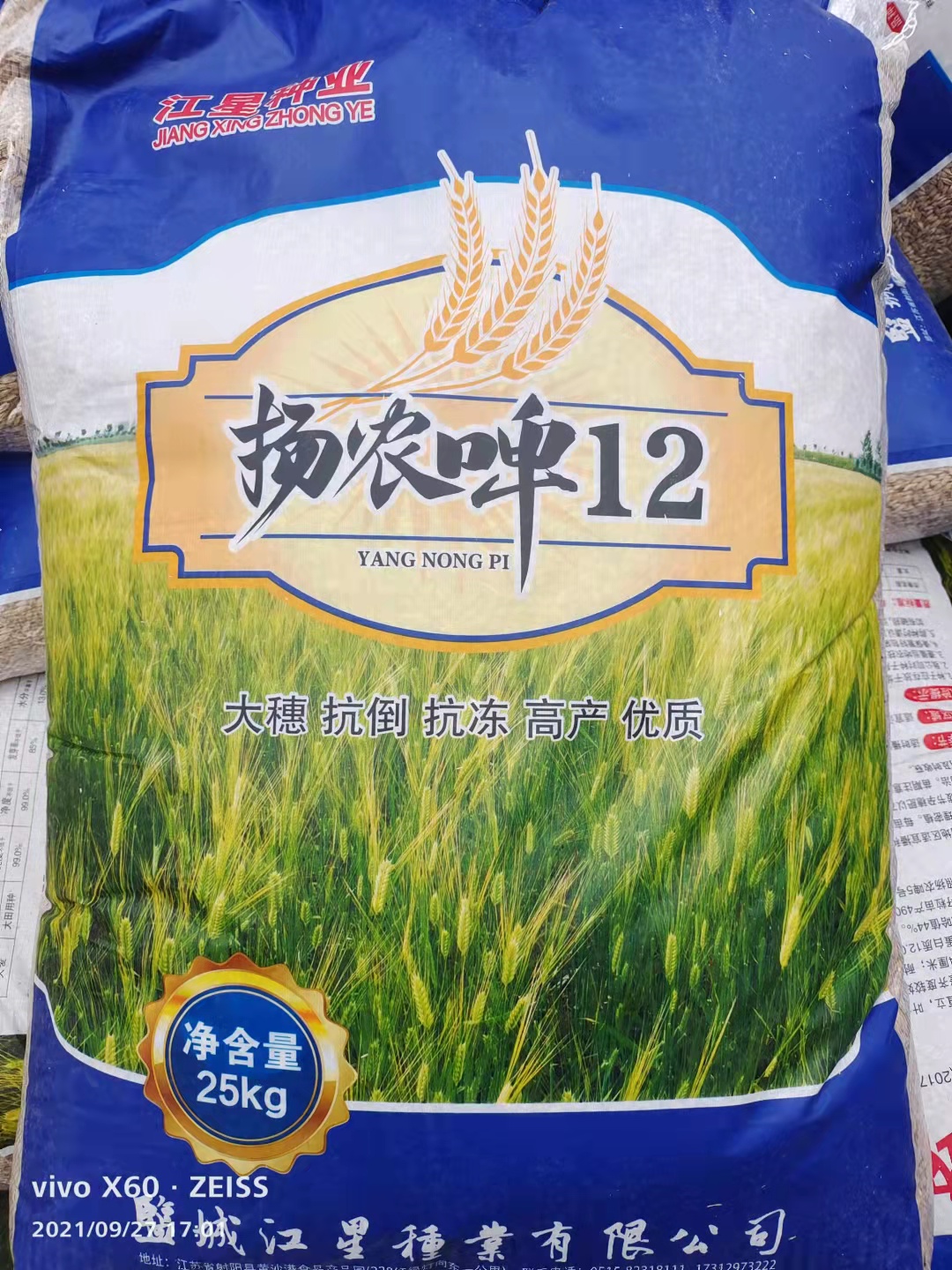新品種六棱大麥種子秋季種植時間需要咨詢我