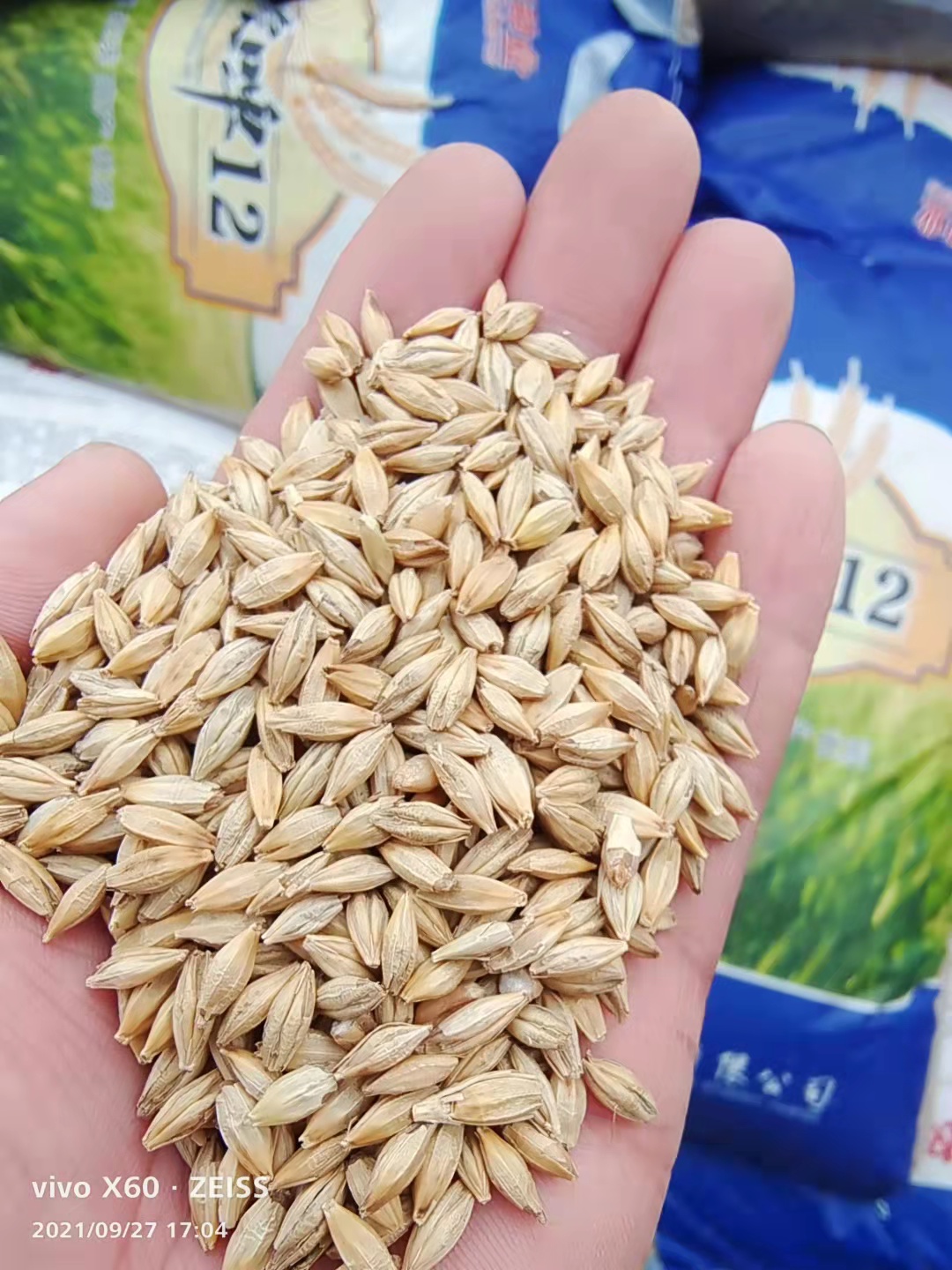 安全越冬產(chǎn)量高大麥種子發(fā)芽率很高需要咨詢我