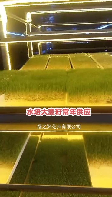 湖南水培大麥種籽蛋白含量高用途廣泛