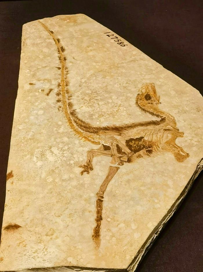 武威哪里私人收購牛寶現(xiàn)金收購