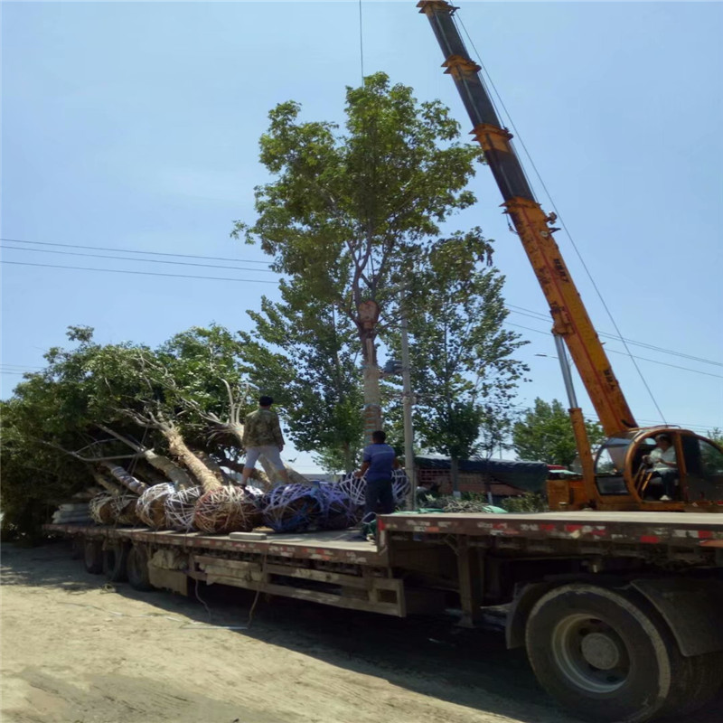 欒樹上車價(jià) 21公分欒樹價(jià)格 30公分欒樹價(jià)格