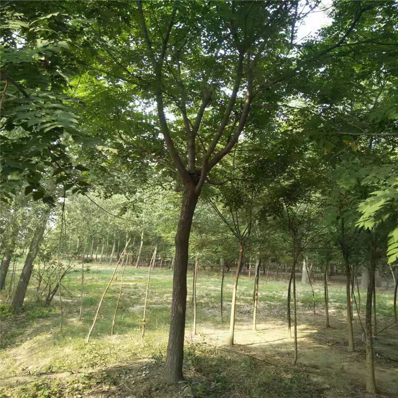 基地批發(fā)價(jià)格 9公分欒樹價(jià)格 18公分欒樹價(jià)格