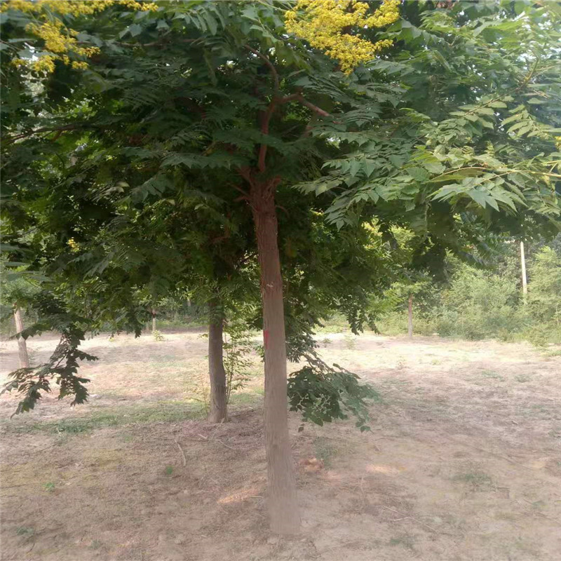 欒樹種植基地 19公分欒樹價(jià)格 18公分欒樹價(jià)格