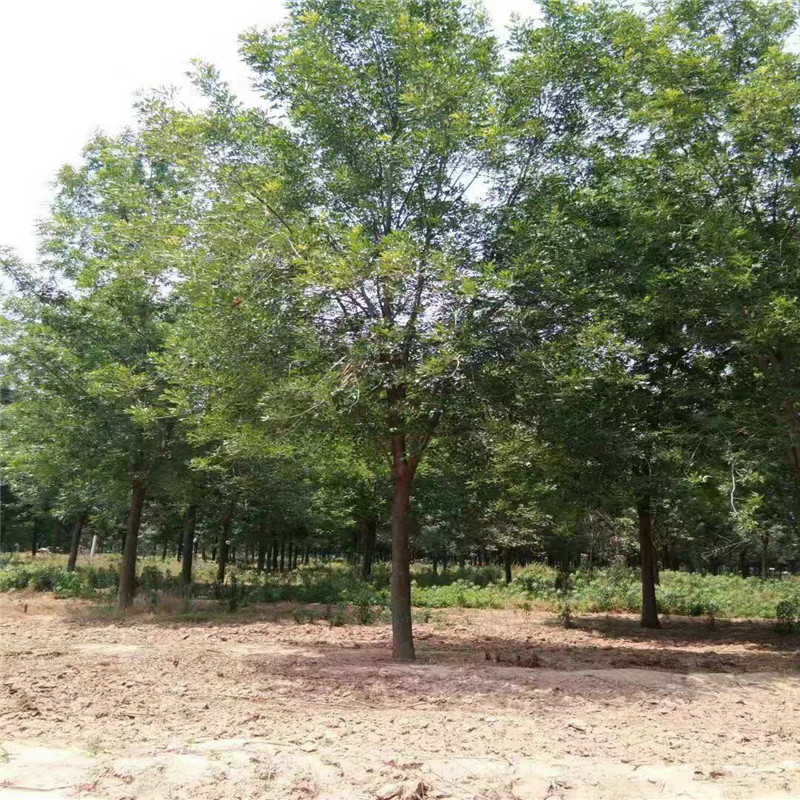 欒樹小苗價格 29公分欒樹價格 8公分欒樹價格