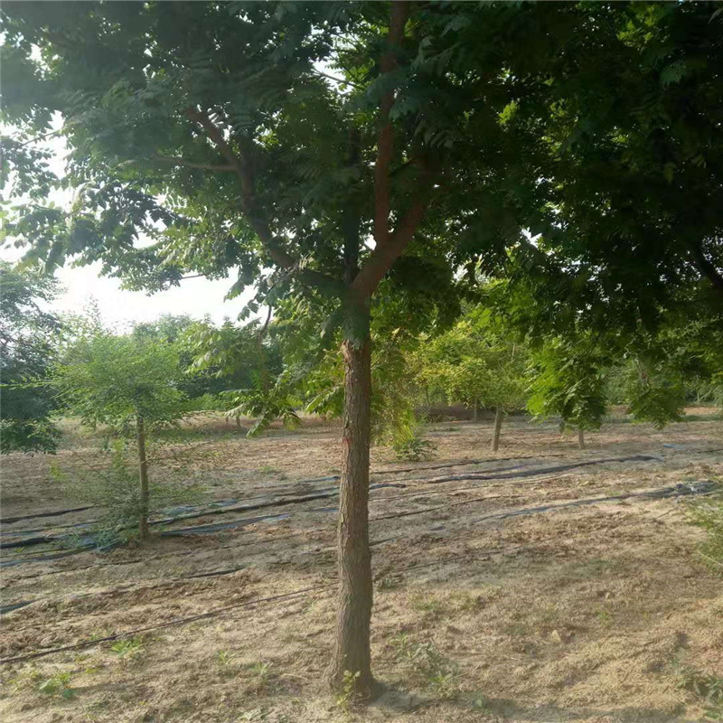 哪里種植欒樹多 17公分欒樹價(jià)格 14公分欒樹價(jià)格