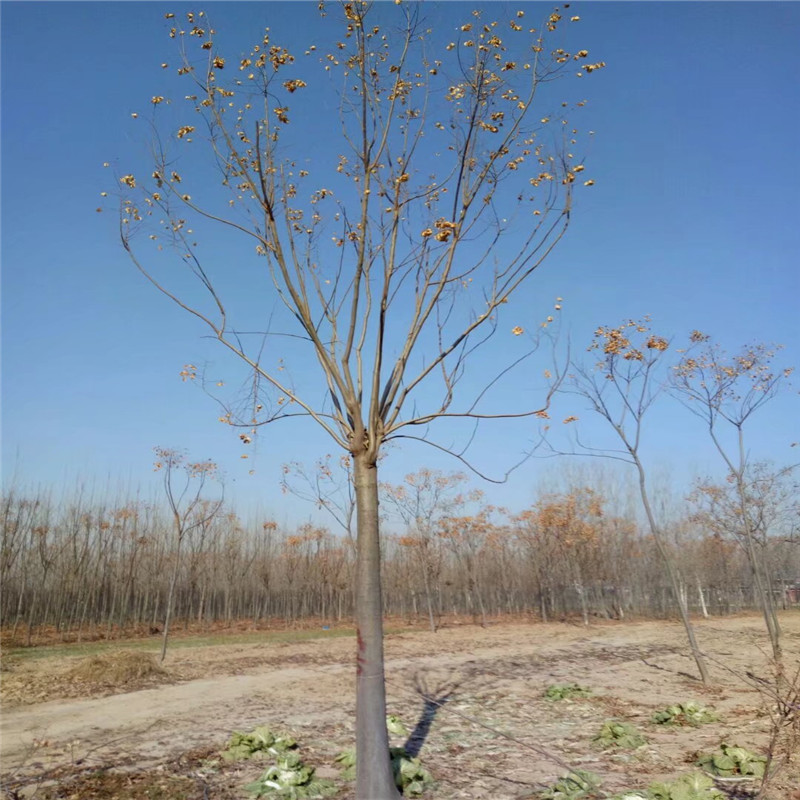 基地批發(fā)價(jià)格 9公分欒樹價(jià)格 18公分欒樹價(jià)格