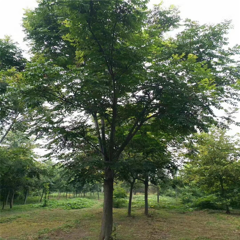 基地批發(fā)價(jià)格 9公分欒樹價(jià)格 18公分欒樹價(jià)格