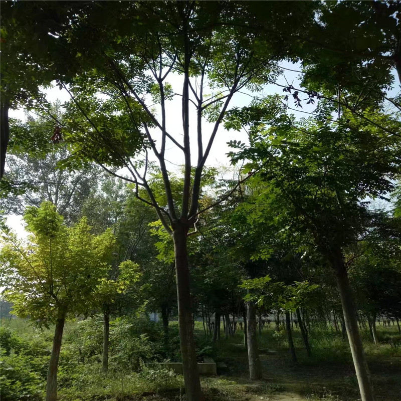 山東欒樹基地 9公分欒樹價格 8公分欒樹價格