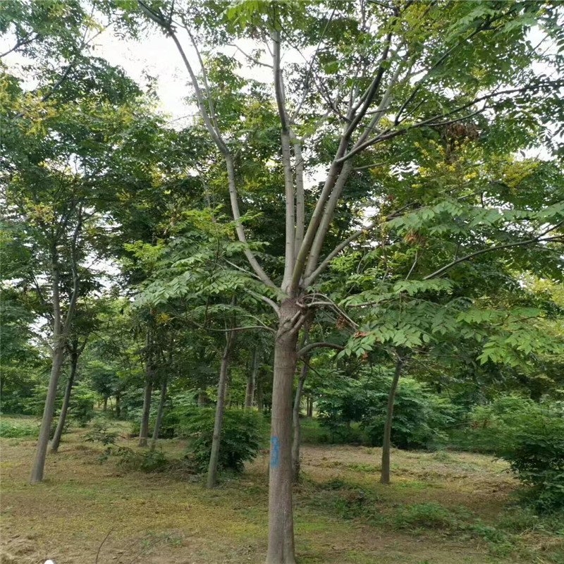 山東欒樹基地 9公分欒樹價格 8公分欒樹價格