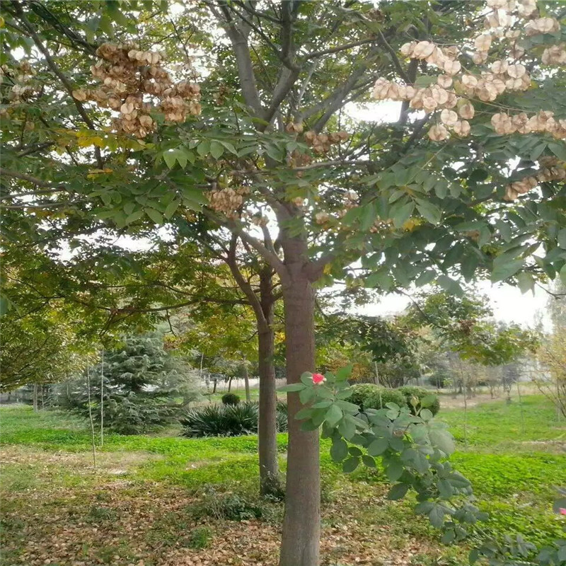 欒樹上車價 11公分欒樹價格 22公分欒樹價格