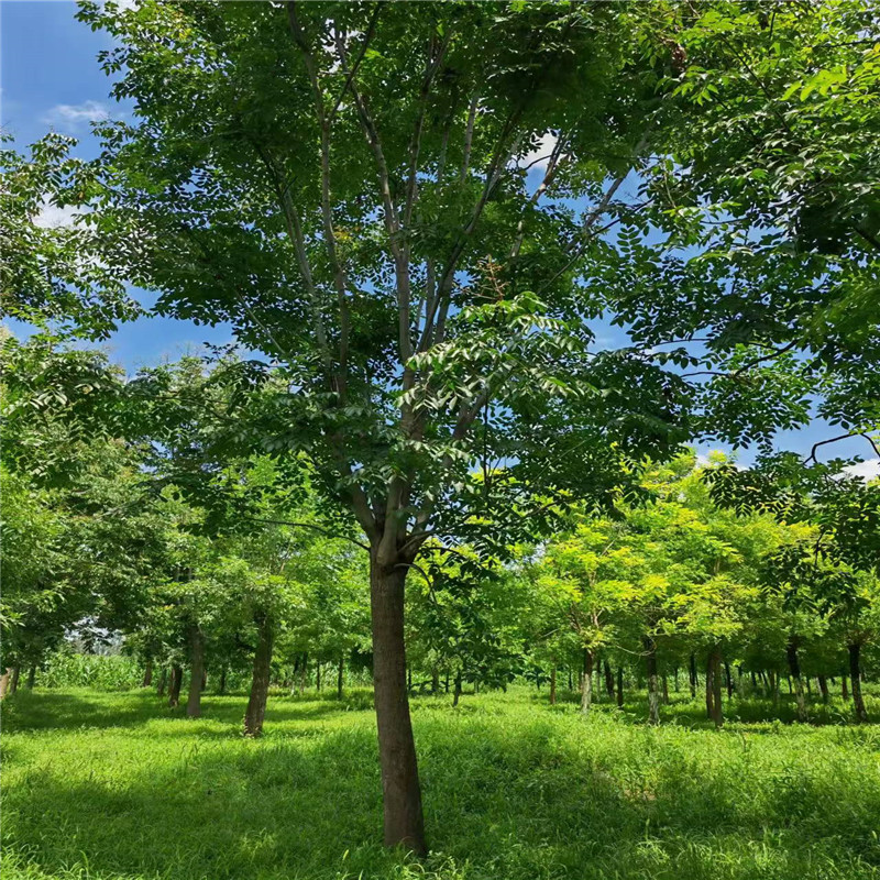 山東欒樹基地 9公分欒樹價格 8公分欒樹價格