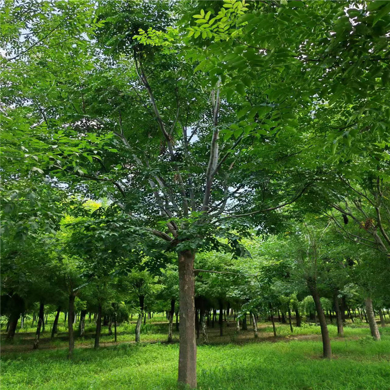 欒樹種植基地 19公分欒樹價(jià)格 18公分欒樹價(jià)格