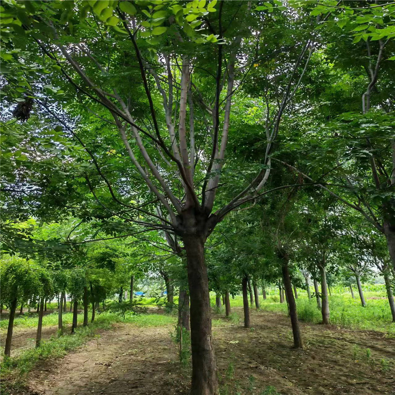 欒樹自產(chǎn)自銷價格 5公分欒樹價格 4公分欒樹價格