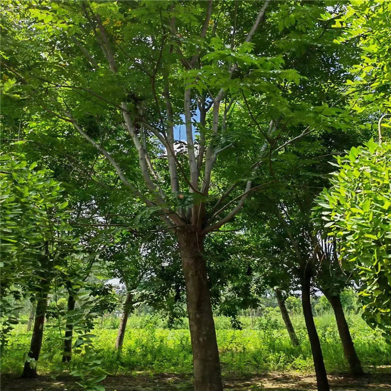 欒樹種植基地 19公分欒樹價(jià)格 18公分欒樹價(jià)格