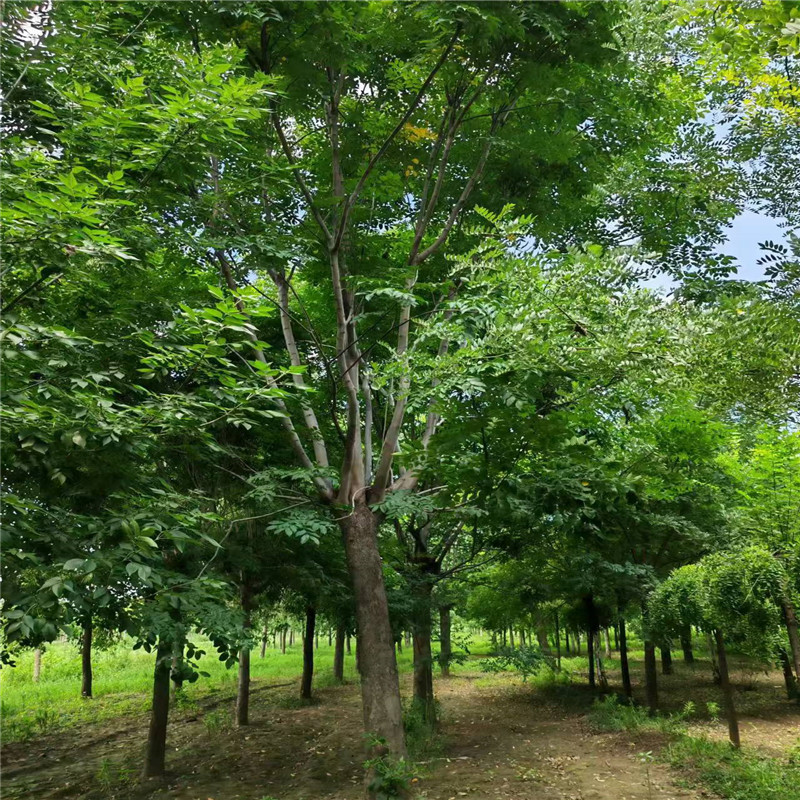 菏澤欒樹產(chǎn)地 23公分欒樹價(jià)格 26公分欒樹價(jià)格