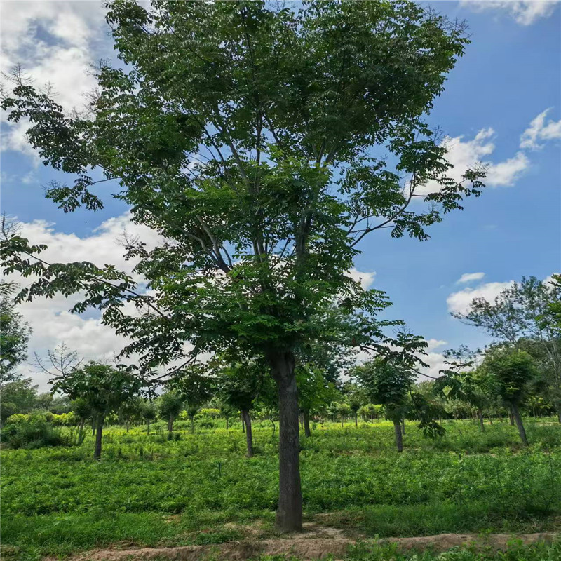 欒樹多少錢/ 25公分欒樹價格 26公分欒樹價格