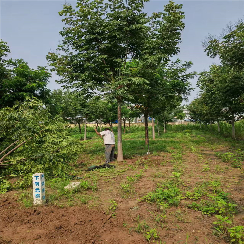 山東欒樹基地 9公分欒樹價格 8公分欒樹價格