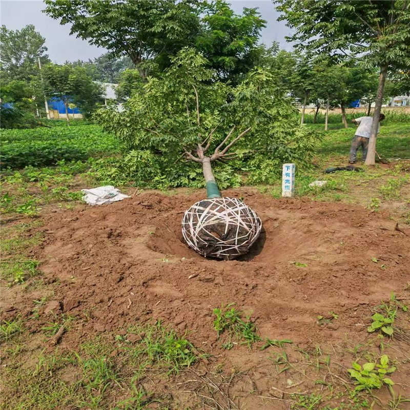 欒樹種植基地 19公分欒樹價(jià)格 18公分欒樹價(jià)格