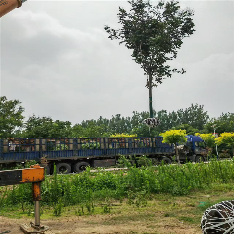 欒樹上車價 11公分欒樹價格 22公分欒樹價格