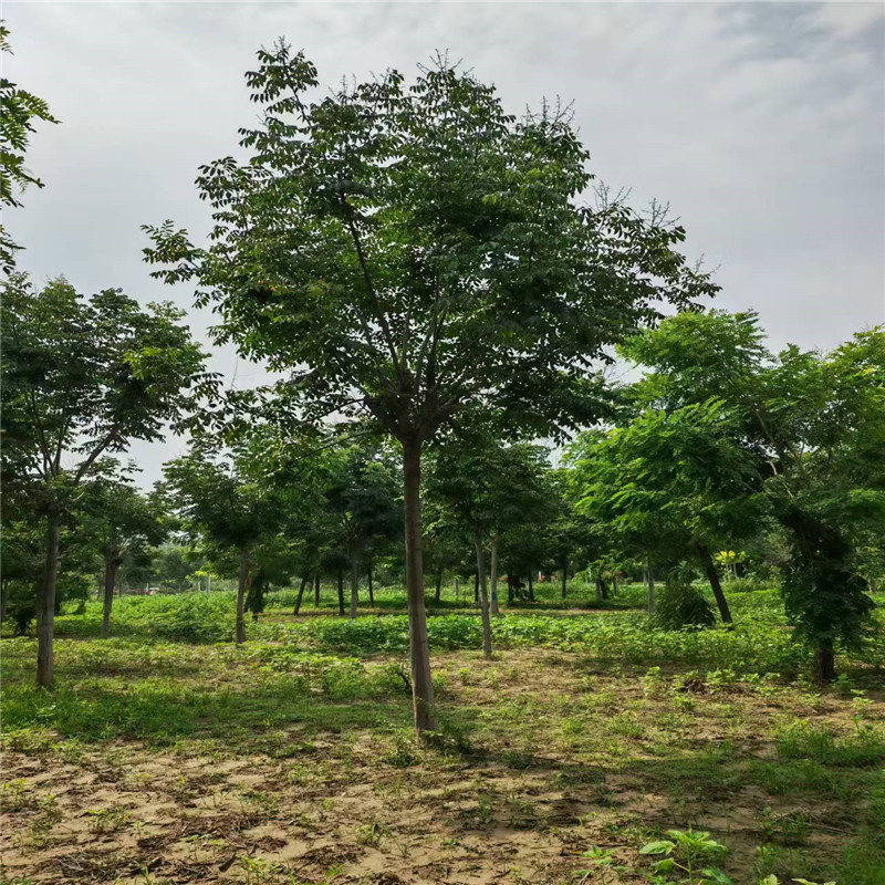 欒樹多少錢/ 25公分欒樹價格 26公分欒樹價格