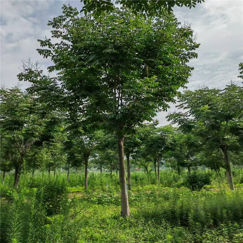 欒樹種植基地 19公分欒樹價(jià)格 18公分欒樹價(jià)格