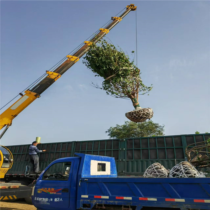 欒樹小苗價格 21公分欒樹價格 20公分欒樹價格