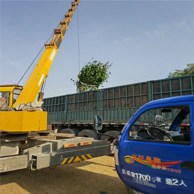 哪里種植欒樹多 17公分欒樹價(jià)格 14公分欒樹價(jià)格