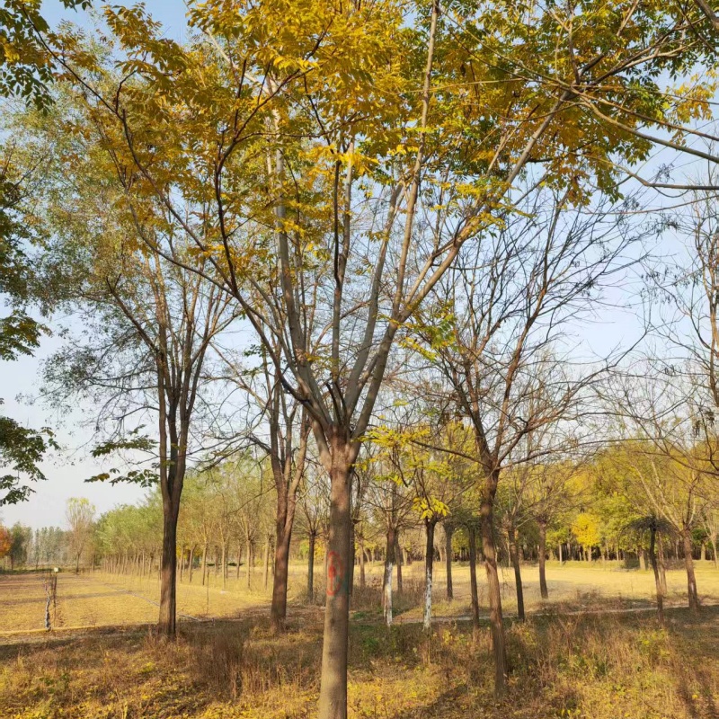 欒樹上車價(jià) 21公分欒樹價(jià)格 30公分欒樹價(jià)格