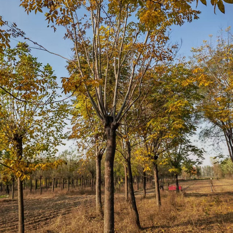 欒樹自產(chǎn)自銷價格 5公分欒樹價格 4公分欒樹價格