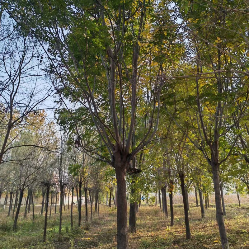 欒樹上車價 11公分欒樹價格 22公分欒樹價格