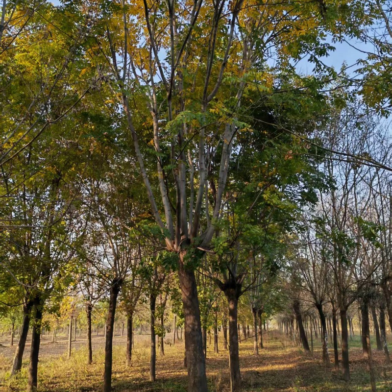 菏澤欒樹產(chǎn)地 23公分欒樹價(jià)格 26公分欒樹價(jià)格