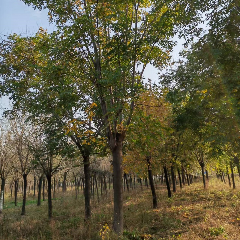 菏澤欒樹產(chǎn)地 23公分欒樹價(jià)格 26公分欒樹價(jià)格