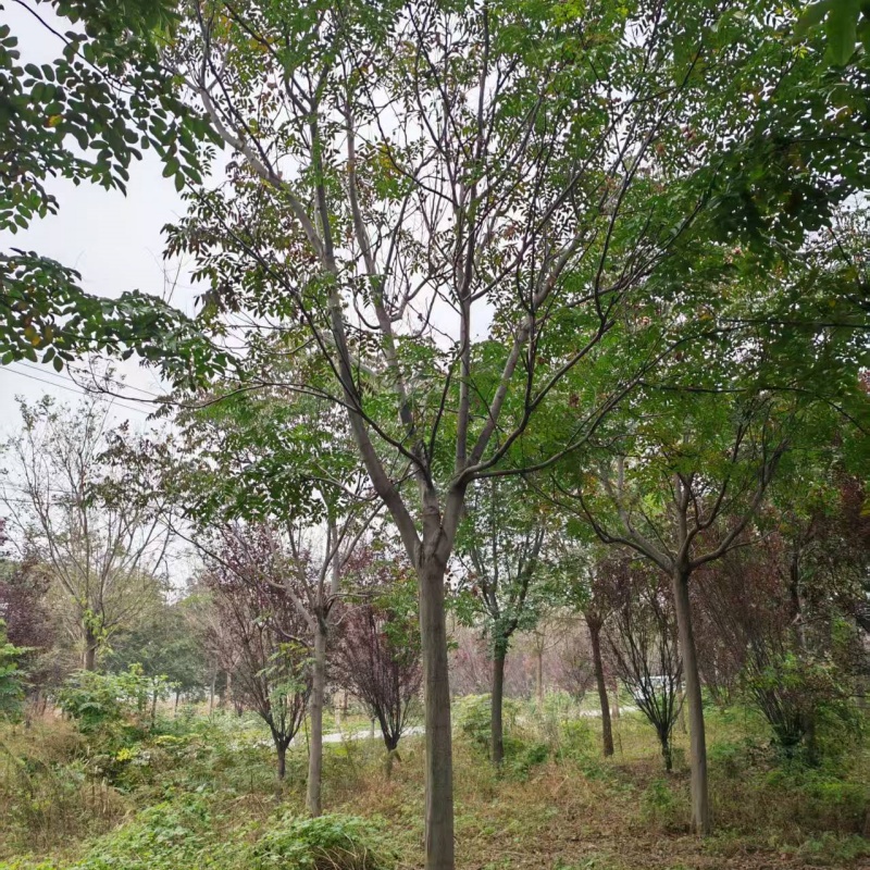 菏澤欒樹產(chǎn)地 23公分欒樹價(jià)格 26公分欒樹價(jià)格