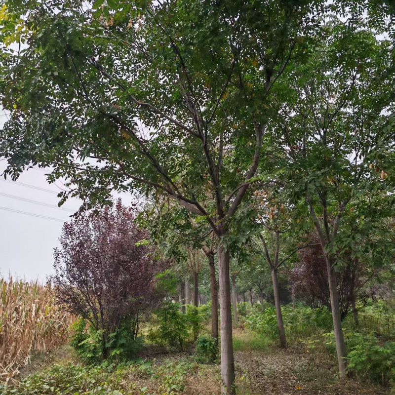 欒樹上車價 11公分欒樹價格 22公分欒樹價格