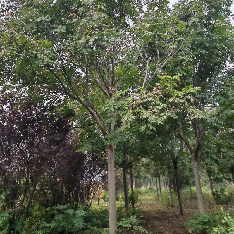 欒樹價格明細(xì) 17公分欒樹價格 30公分欒樹價格