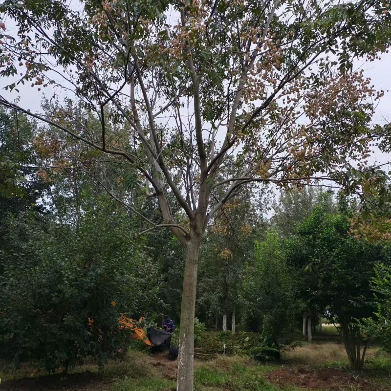 欒樹多少錢/ 25公分欒樹價格 26公分欒樹價格