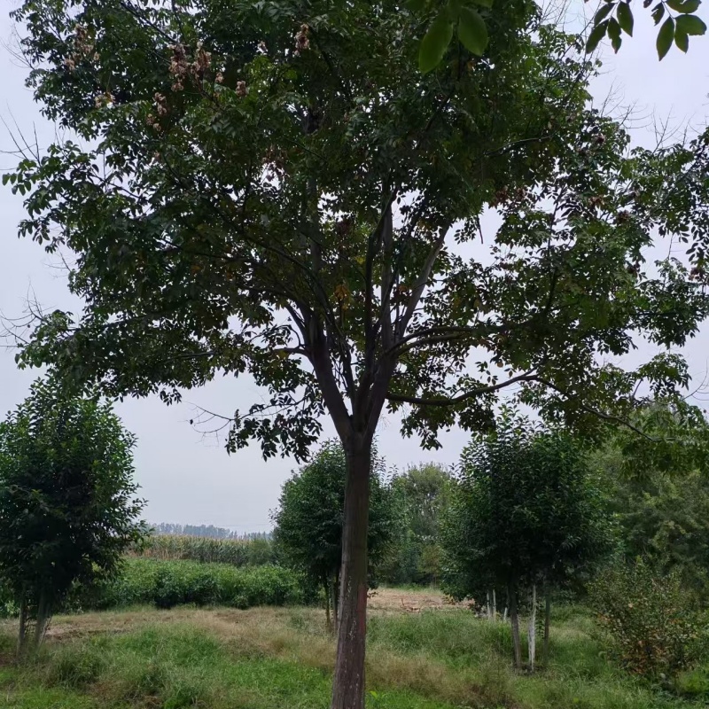 菏澤欒樹產(chǎn)地 23公分欒樹價(jià)格 26公分欒樹價(jià)格