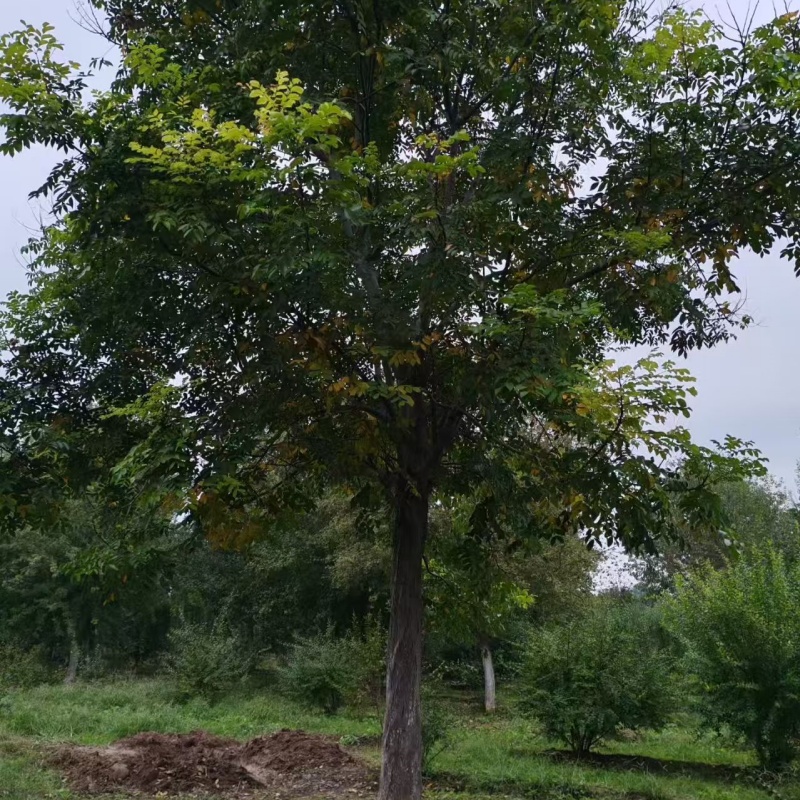欒樹種植基地 21公分欒樹價格 10公分欒樹價格