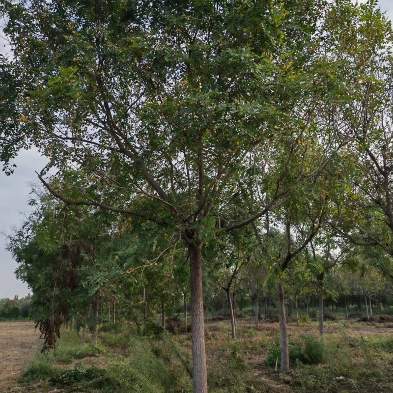 欒樹樹價(jià)格 3公分欒樹價(jià)格 14公分欒樹價(jià)格